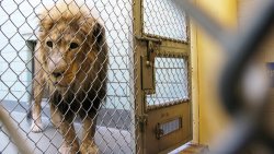 Світ природи. Зоопарки: втеча неможлива...<wbr>