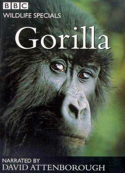 Горили / Wildlife Specials. Gorilla...