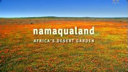Квітуча пустеля / Namaqualand -...