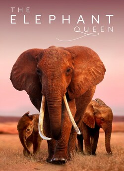 Королева слонів / The Elephant Queen...
