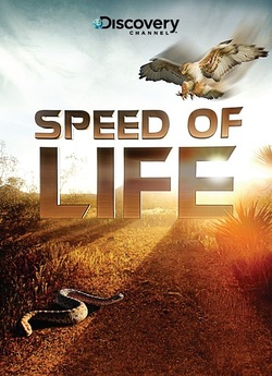 Дивовижні миті життя / Speed of Life...